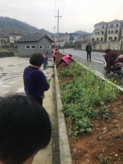 平水镇四丰村播种花籽活动